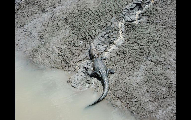 Cocodrilos y otra fauna se han desplazado en busca de agua.
