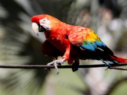 La UNAM colabora con la reserva ecológica Nanciyaga, donde la Asociación Bosque Antiguo y el Parque Ecológico Xcaret crearon un proyecto para rescatarlas. EFE / ARCHIVO