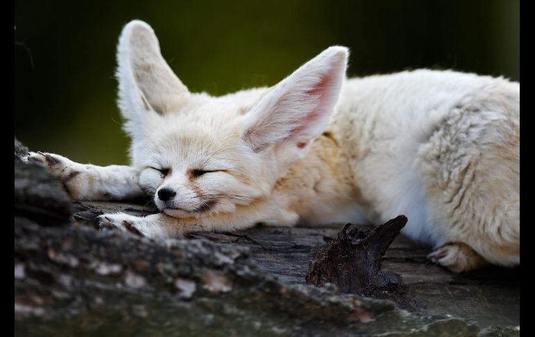 Un fénec o zorro del desierto duerme en su recinto del zoológico Biotropica, en la población francesa de Val-de-Reuil. AFP/C. Triballeau
