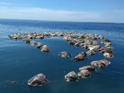 Tortugas sin vida flotan en el mar en Puerto Escondido. EFE/F. Simerman