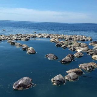 Mueren 300 tortugas en costas de Oaxaca por trasmallo