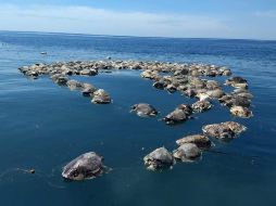 Tortugas sin vida flotan sobre las aguas del mar en Puerto Escondido. EFE/F. Simerman