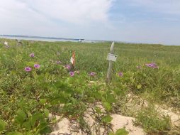 La Profepa determinó que para la realización de la fiesta se ocupó una superficie 666.50 metros cuadrados de la zona de playa. TWITTER / @PROFEPA_Mx