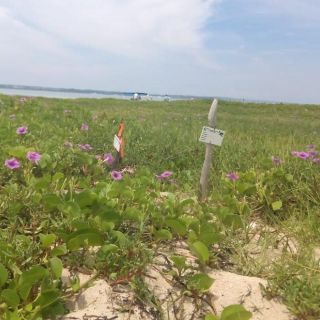 Inicia procedimiento contra responsables de fiesta en isla protegida