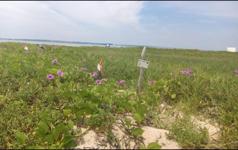 La Profepa determinó que para la realización de la fiesta se ocupó una superficie 666.50 metros cuadrados de la zona de playa. TWITTER / @PROFEPA_Mx