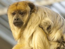 Veterinarios consideran que los ejemplares estuvieron cautivos para que siguieran alimentando a los críos y, una vez enfermos, se les abandonó. EFE/ARCHIVO