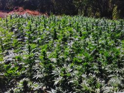 Se recabaron muestras representativas que fueron puestas a disposición de los Ministerios Públicos de la Federación. NTX/ ARCHIVO