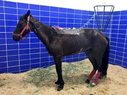 Emmanuel Pedraza Reyes, director general de Defensoría Animal, A.C., cuenta que 
