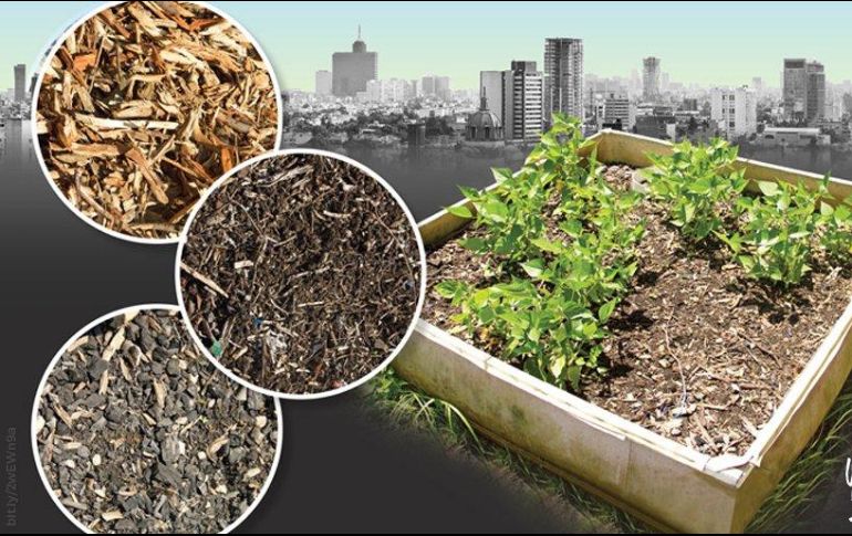 La lombricomposta, cuya producción se emplea la lombriz roja o californiana. TWITTER / @UNAM_MX