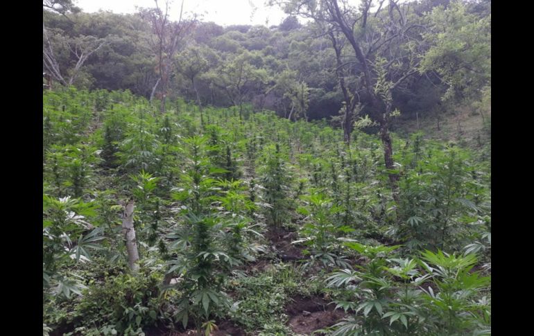 Los plantíos se extendían por ocho mil 400 metros cuadrados. NTX/ESPECIAL