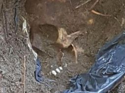 Fotogalería: Hallan 166 cráneos en fosas clandestinas en Veracruz