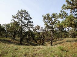 “Estamos viviendo la extinción planetaria más documentada”, dice el rector de la UCI, Eduard Müller, y añade que el problema es que los estudios de los investigadores universitarios no trascienden al diseño de políticas públicas. EL INFORMADOR / ARCHIVO