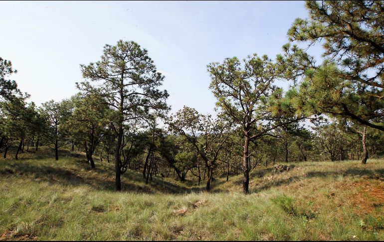 “Estamos viviendo la extinción planetaria más documentada”, dice el rector de la UCI, Eduard Müller, y añade que el problema es que los estudios de los investigadores universitarios no trascienden al diseño de políticas públicas. EL INFORMADOR / ARCHIVO
