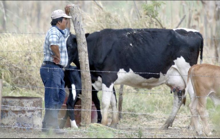 La Alianza Agroalimentaria paga el mejor precio del mercado en su Programa de Leche por Contrato por litro fresco a sus asociados (6.20 pesos), que significan 0.30 centavos de utilidad como socio de la empresa, aputan. EL INFORMADOR / ARCHIVO
