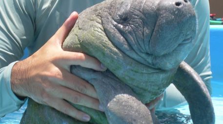 El grupo tiene la finalidad de estudiar las causas que han provocado los decesos de ejemplares de esta especie en los últimos meses. EFE / ARCHIVO