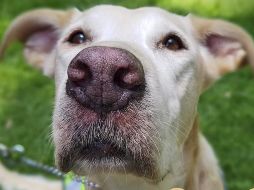 Él es Tony, unos de los caninos jubilados que dio seis años y tres meses de servicio. TWITTER / @SENASICA