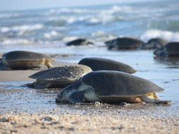 La pesquisa se realiza de manera coordinada con la Secretaría de Marina y la Procuraduría de Protección Ambiental. EFE/ARCHIVO