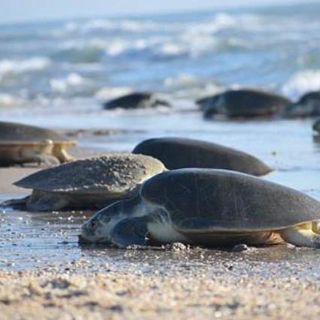 La Profepa investiga muerte de tortugas en Tecpan, Guerrero