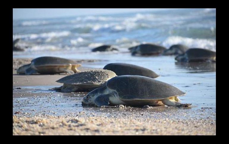 La pesquisa se realiza de manera coordinada con la Secretaría de Marina y la Procuraduría de Protección Ambiental. EFE/ARCHIVO