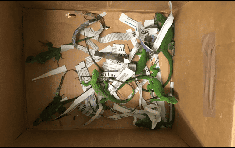 La Profepa en Jalisco aseguró a los ejemplares para su valoración física, resguardo y, si es el caso, para liberarlos en su hábitat natural. TWITTER / @PROFEPA_Mx