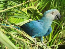 A pesar de que su extinción en la naturaleza está confirmada por especialistas, existe la esperanza que los Spix subsistan en el mundo.ESPECIAL / BirdLife International