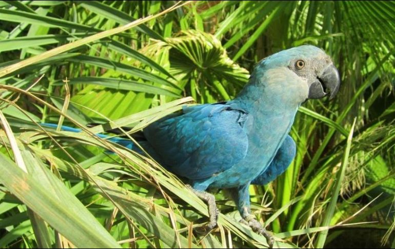 A pesar de que su extinción en la naturaleza está confirmada por especialistas, existe la esperanza que los Spix subsistan en el mundo.ESPECIAL / BirdLife International