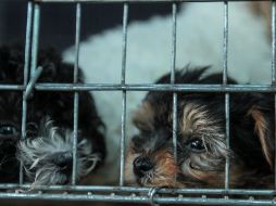 Golpes, abandono y ventas ilegales, son parte de los excesos documentados; los propietarios han atendido las recomendaciones en 90% de los casos. EL INFORMADOR/Archivo