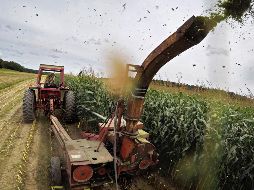 Trump exige que Canadá se abra más al mercado estadounidense, principalmente en productos agrícolas. AP/R. Bukaty