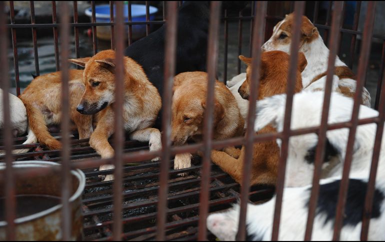 El sujeto aseguró que el animal ya estaba muerto cuando lo enterró, aunque esto resultó ser falso. AFP/H. Dinh Nam