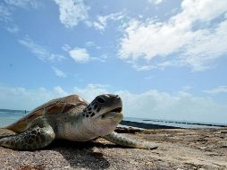 Las tortugas detectan la temperatura del nido con receptores presentes en sus patas, y aunque podrían tener cambios en su comportamiento de anidamiento para compensar la temperatura, podría no ser suficiente. NTX/ARCHIVO