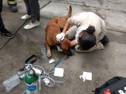 El can fue trasladado a un hospital veterinario para recibir atención médica. ESPECIAL / Protección Civil Zapopan