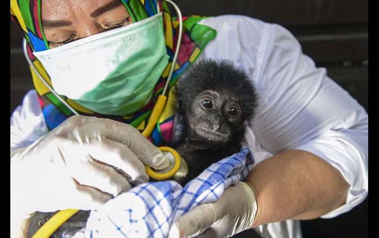 Un veterinario atiende a un siamang en una oficina de una agencia de conservación en Banda Aceh, Indonesia. El gibón de dos meses fue rescatado de un presunto traficante de animales. AFP/C. Mahyuddin
