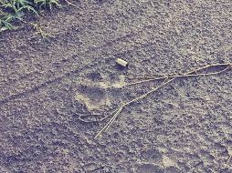 En el crimen de Tlajomulco, se encontró un cascajo percutido de arma corta; de los causantes nada se sabe. ESPECIAL / Policía de Tlajomulco