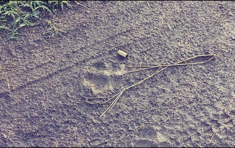 En el crimen de Tlajomulco, se encontró un cascajo percutido de arma corta; de los causantes nada se sabe. ESPECIAL / Policía de Tlajomulco