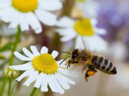 La mortandad de las abejas en Jalisco genera una pérdida en la producción de un 15 por ciento anualmente. EFE / ARCHIVO