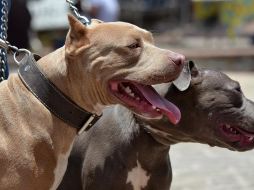 El aviso menciona razas de perros que estarían sujetas a dichas obligaciones, como pit bull, boxer, rottweiler, dóberman, entre otros. EL INFORMADOR / ARCHIVO