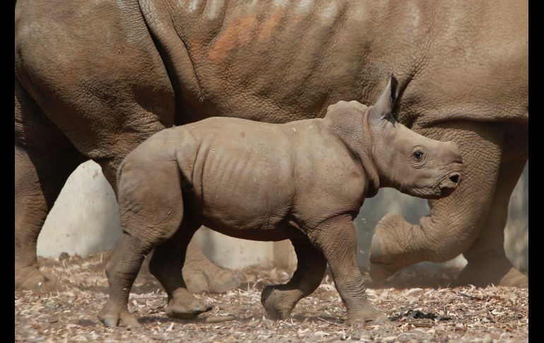 Una rinoceronte de tres semanas camina en el parque safari Ramat Gan, cerca de la ciudad israelí de Tel Aviv. Se trata del rinoceronte número 30 que nace en el parque. AP/A. Schalit
