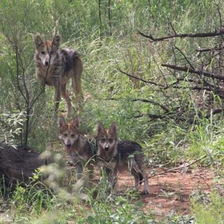 Siete lobos grises mexicanos regresan a la vida silvestre