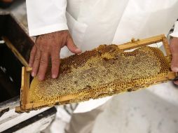 Actualmente, la miel mexicana se comercializa en los mercados de Europa, Estados Unidos, Arabia Saudita y Japón. EL INFORMADOR / ARCHIVO