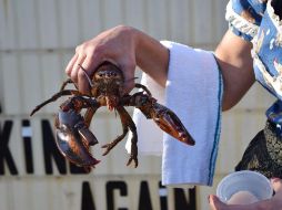 Se desconoce lo que la ciencia indica sobre si el humo de mariguana realmente calma a las langostas o si causa algún efecto en su carne. ESPECIAL