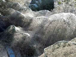 Fotogalería: Telarañas cubren costa de ciudad griega