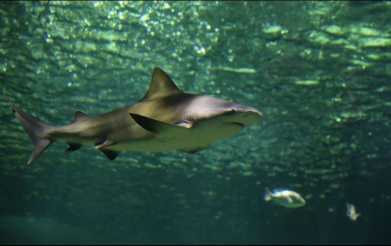  El gobierno de Queensland recomendó a los nadadores que se mantuvieran fuera del mar en Whitsundays para evitar nuevos ataques. EL INFORMADOR/ ARCHIVO