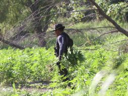 Los uniformados localizan un terreno de 30 mil metros cuadrados con aproximadamente 120 mil plantas de la citada droga, con una altura promedio de un metro 60 centímetros. EL INFORMADOR / ARCHIVO