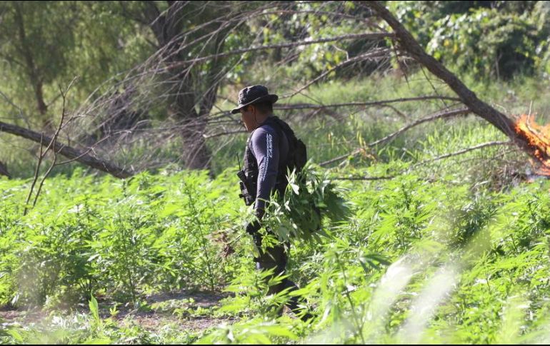 Los uniformados localizan un terreno de 30 mil metros cuadrados con aproximadamente 120 mil plantas de la citada droga, con una altura promedio de un metro 60 centímetros. EL INFORMADOR / ARCHIVO