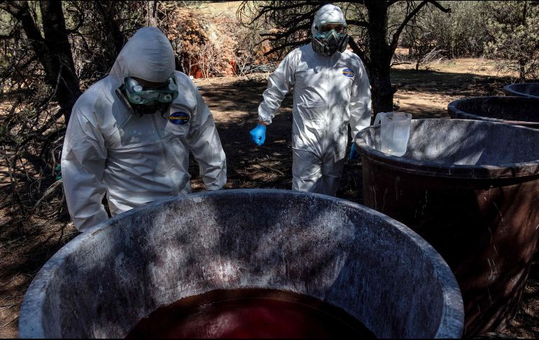 Elementos de la Policía de Michoacán realizaban trabajos operativos en el cerro de Angahuan-Corupo, cuando ubicaron un campamento. AFP/ARCHIVO