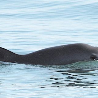 Con monitoreo satelital, protegen a vaquita marina en BC y Sonora