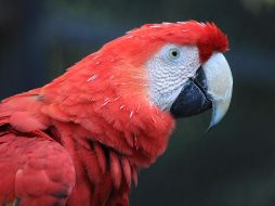 La última vez que se observó esta especie en esa selva fue en los años 70. ESPECIAL / pixabay