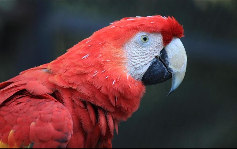 La última vez que se observó esta especie en esa selva fue en los años 70. ESPECIAL / pixabay