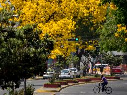 Nace app para conocer el estado del arbolado tapatío