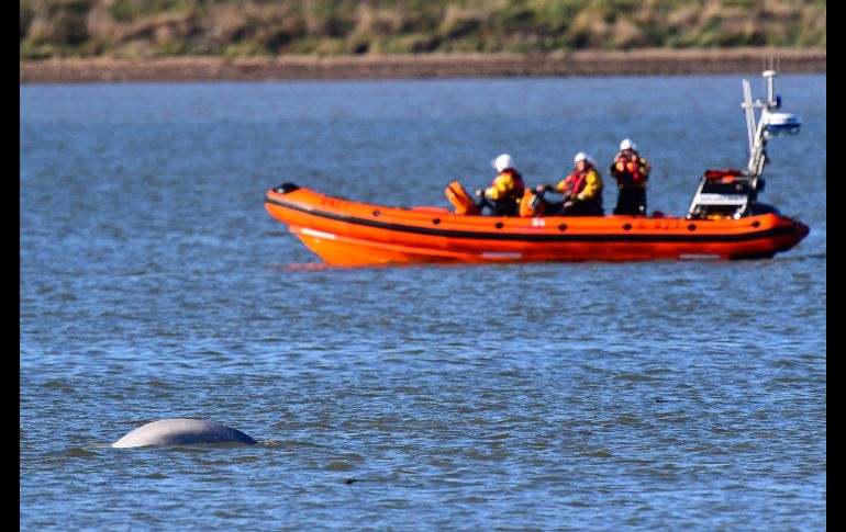A las embarcaciones se les ordenó mantenerse alejados de la beluga para no molestarla.